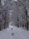 holterbos snow IV 0110