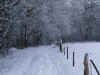 holterbos snow I 0110