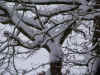 holterbos snow V 0110