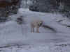 Gela snow 0110.JPG (256548 bytes)