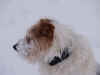 Guapo snow III 0110.JPG (226511 bytes)