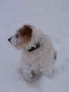 Guapo snow IV 0110.JPG (193213 bytes)
