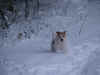 Guapo snow I 0110.JPG (234415 bytes)